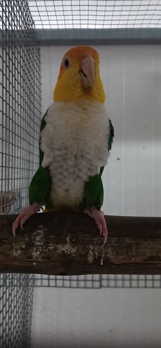 Marianinhas pata  verde macho 2017