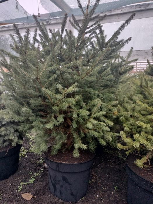 Ялинки до 150 см