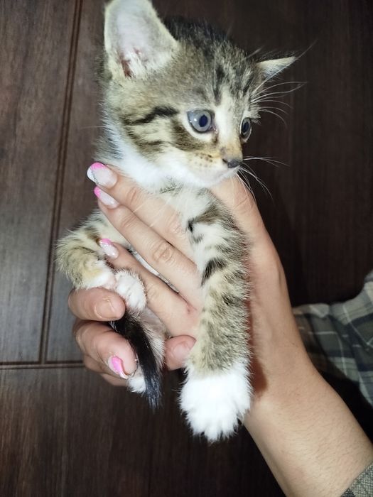 Віддам котенят в добрі руки