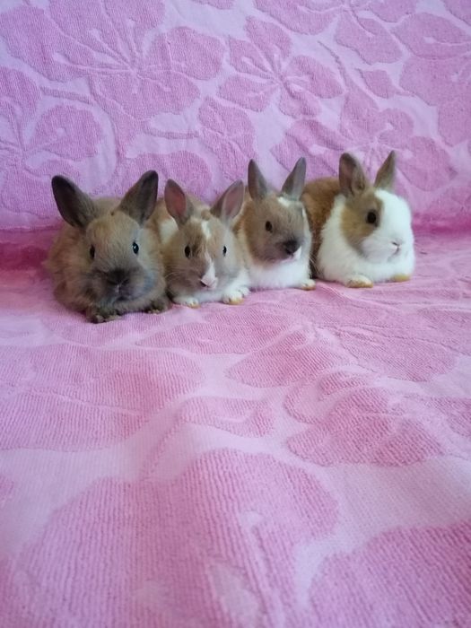 Króliczek karzełek Teddy, Lewek, Mini Lop