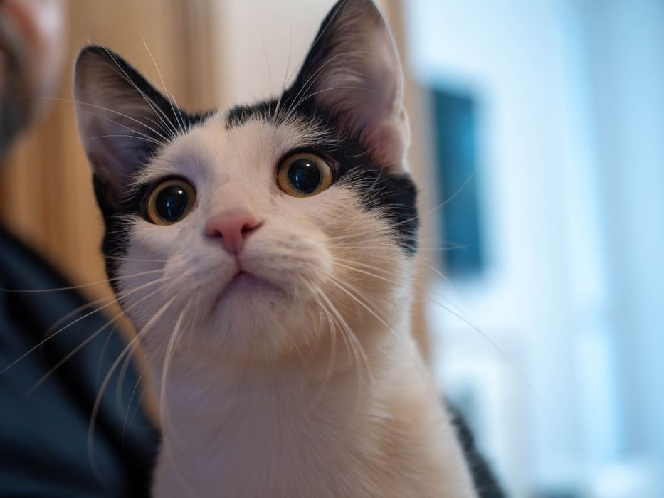 Uroczy kocurek szuka domu!