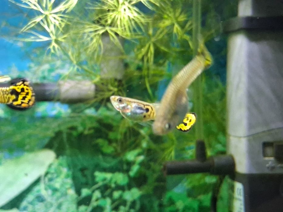 Gupiki ryby akwariowe