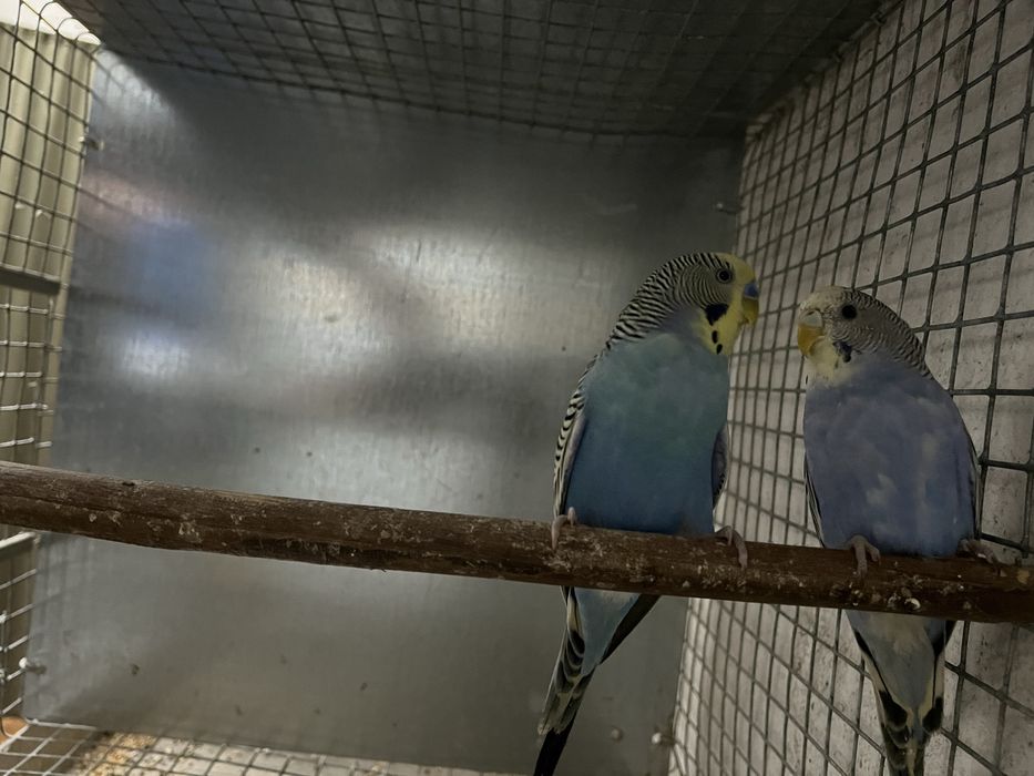 Casais de periquitos