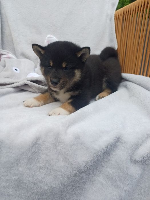 Shiba inu-czarny