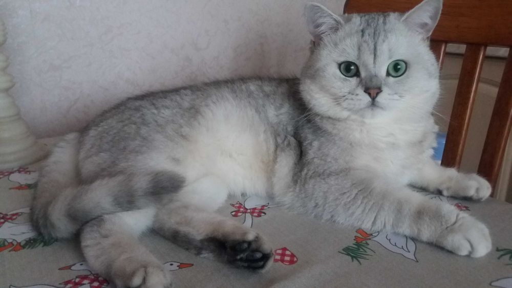 Вязка с котиком порода британская серебристая шиншилла