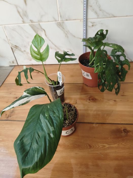 Lote de plantas monsteras variagatas