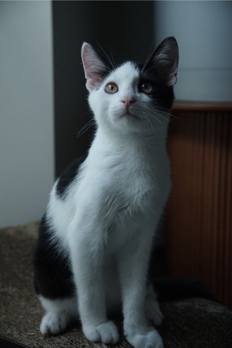 Котика в хороші руки
