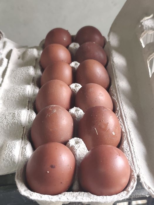 Ovos Marans e Seramas incubação