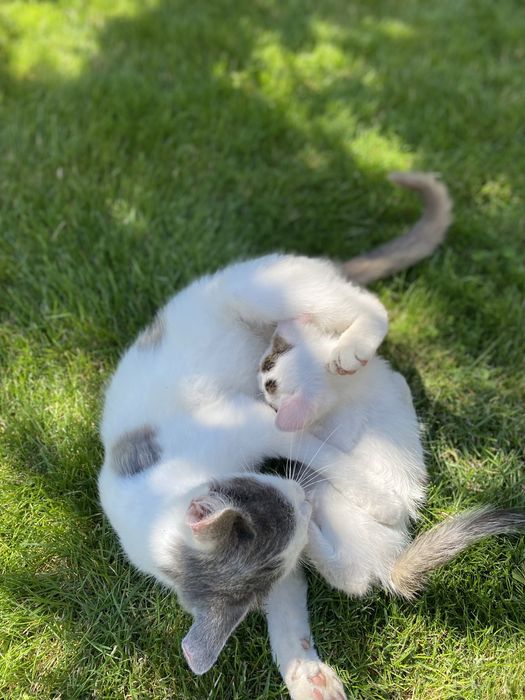 Кішка та її кошеня шукають люблячих господарів