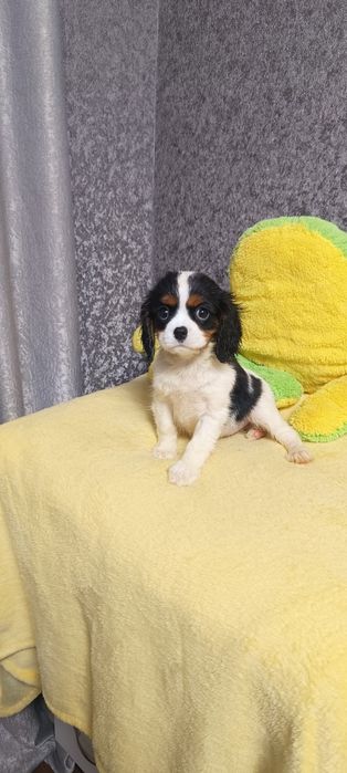 Кукольная девочка кавалер кинг чарль-спаниель