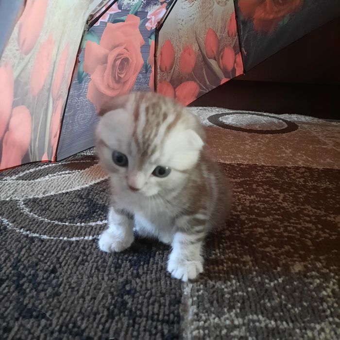 Шотландське вісловухе кошеня