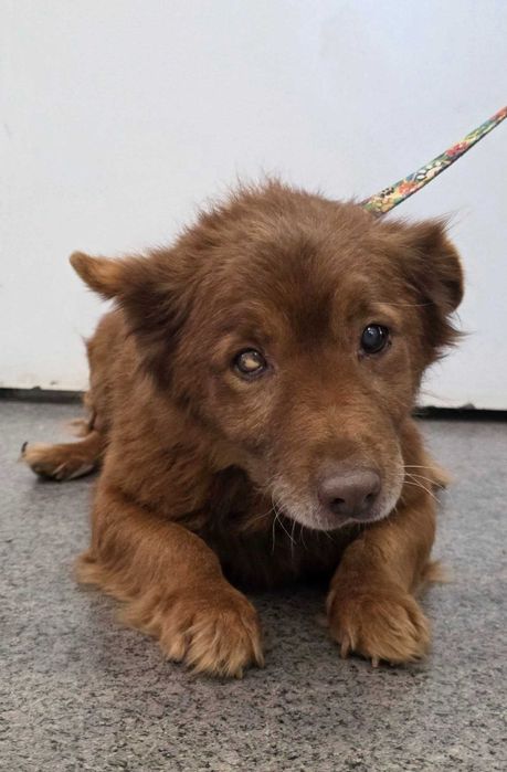 Miedźno znaleziono psa! Szukamy właściciela!