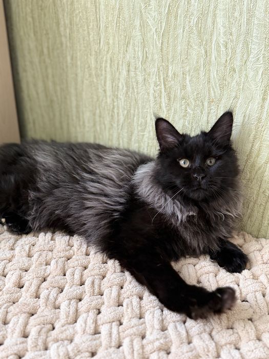 Красуня мейнкун в розкішній шубці