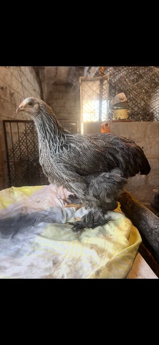 Sprzedam brahme olbrzymią srebna i niebieska