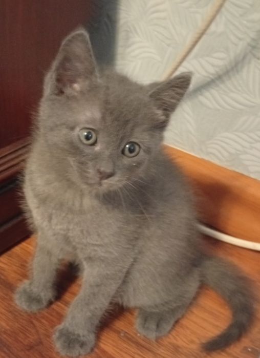 Віддам котиків .