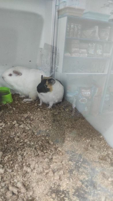 Морські свинки продам