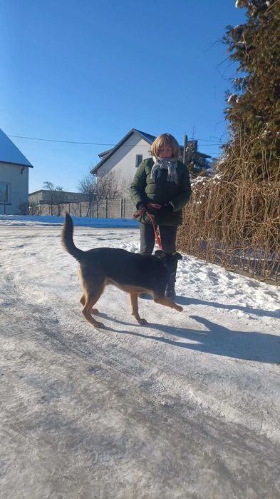 Pilnie potrzebny dom dla owczarka