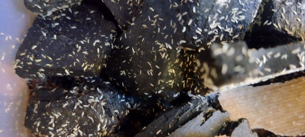 Skoczogonki ekipa sprzątająca