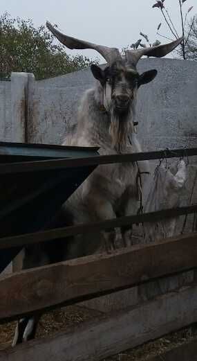 Альпийский козел для случки. Редкий окрас!