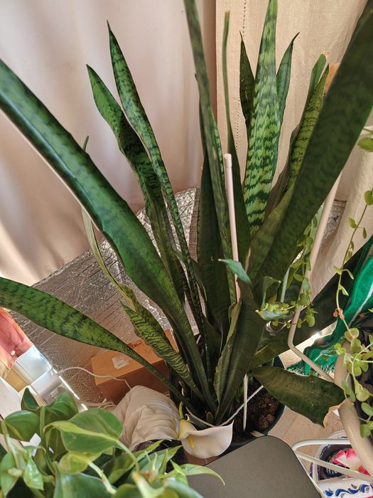 Plantas ornamentais