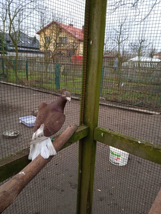 Rzeszowski samiec sprzedam