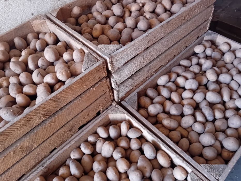 Sprzedam sadzeniaki odmiana Lord