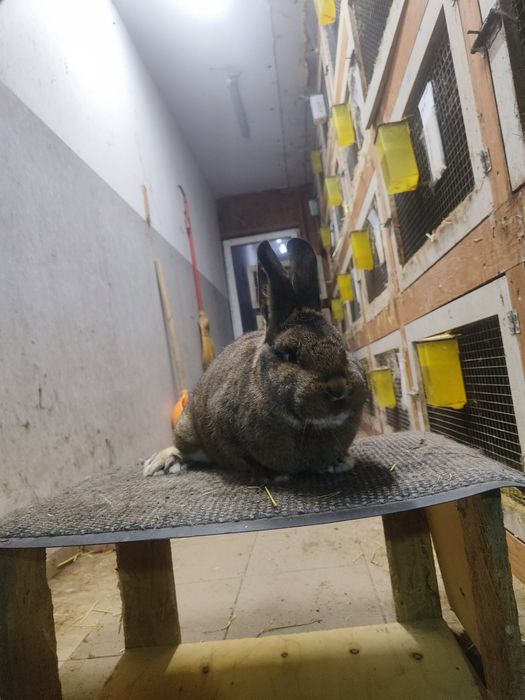 Królik Wiedeński Szary