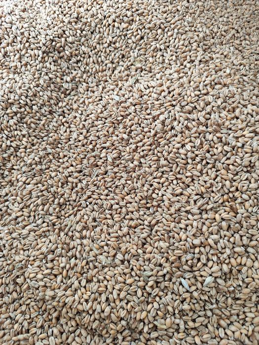 Pszenica ozima 2025 EUFORIA