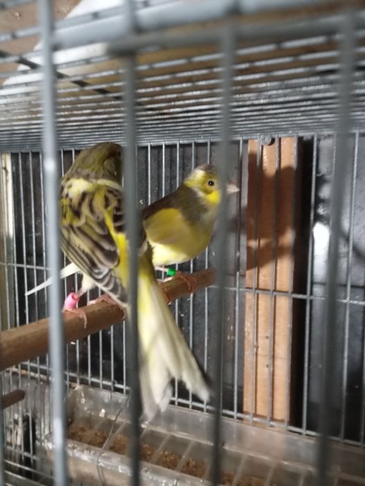 Casais canarios várias raças