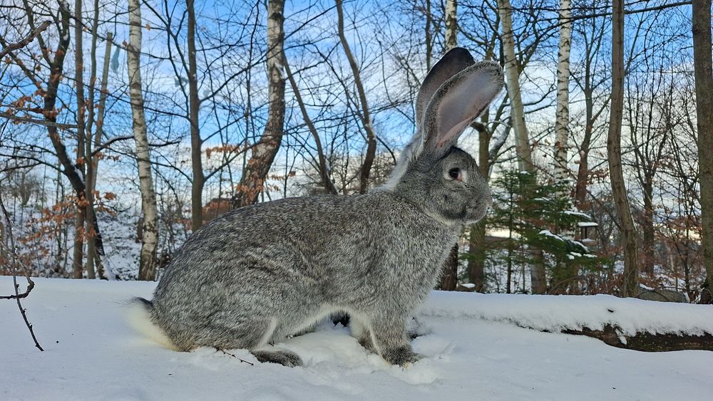 Кролики Бельгійський велетень