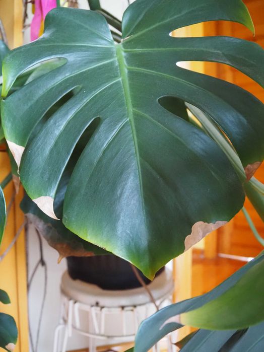 Duża Piękna Monstera 140cm – Donica i Palik GRATIS