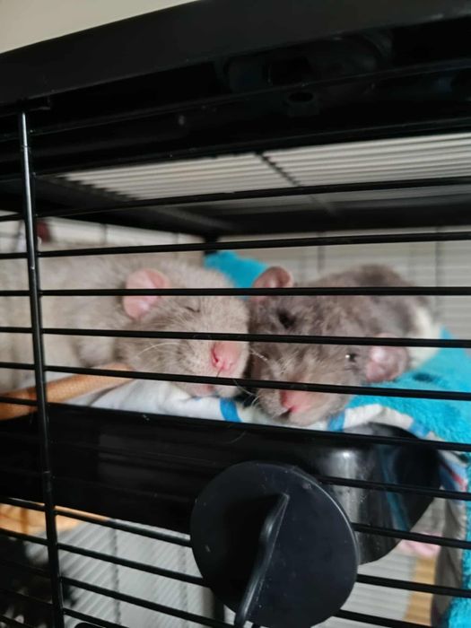Sprzedam szczury z klatką i wyposażeniem