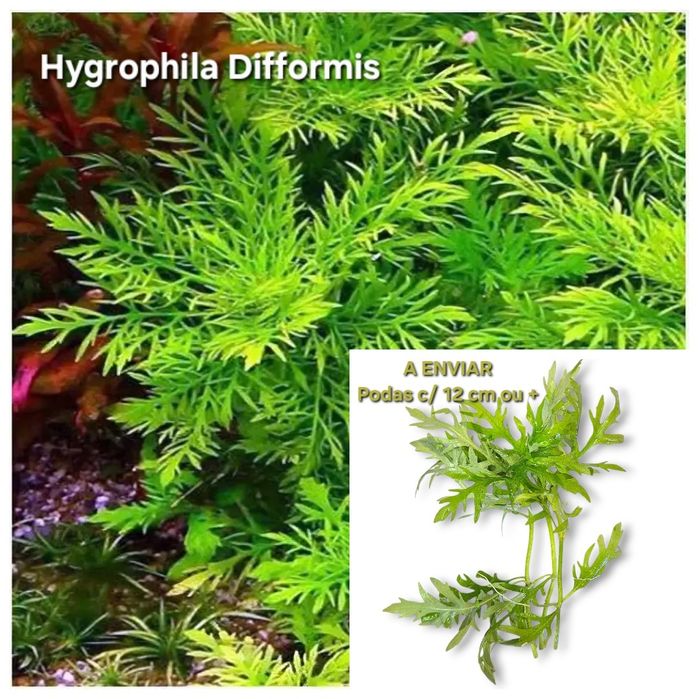 Pack 30x | 8 Espécies de Plantas Aquário | LOW TECH | FÁCIL MANUTENÇÃO