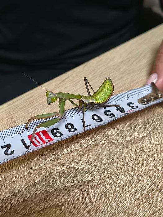 Modliszki Hierodula z Papui