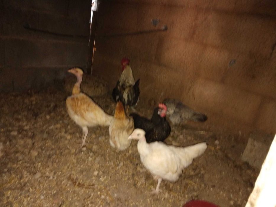 Galinhas da Índia para venda