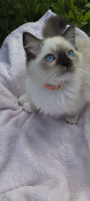 Kocurek Ragdoll - gotowy do odbioru