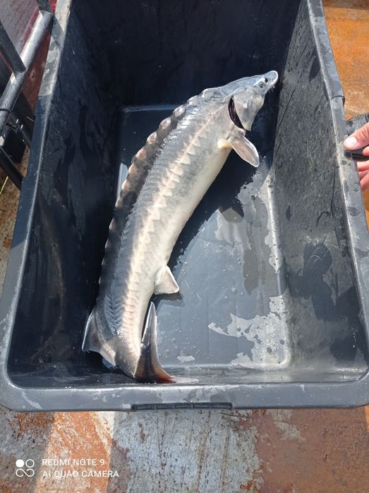Jesiotr karp waga 1-5