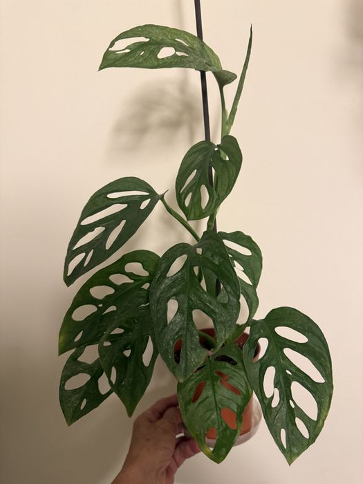 Promocja - Monstera NOID i inne monstery