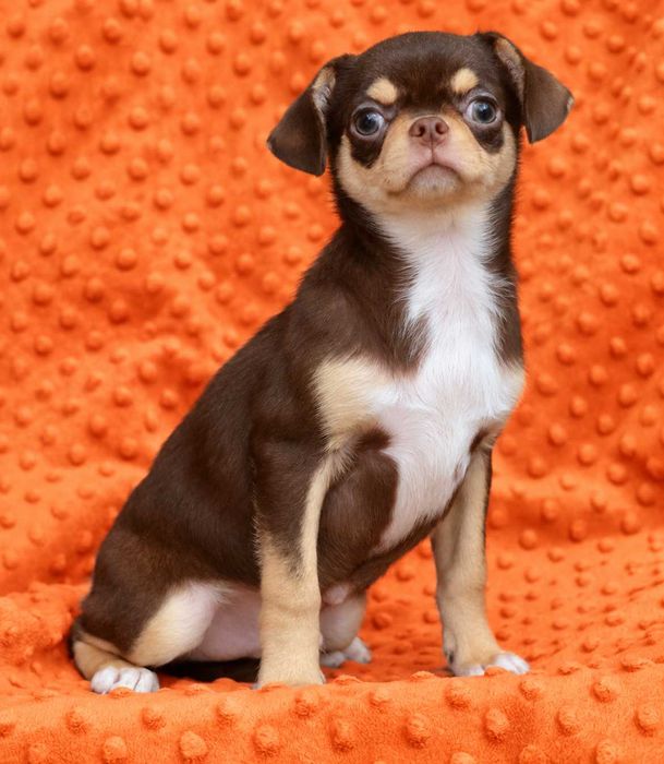 Chihuahua krótkowłosy piesek czekoladowo-podpalany Timon z rodowodem