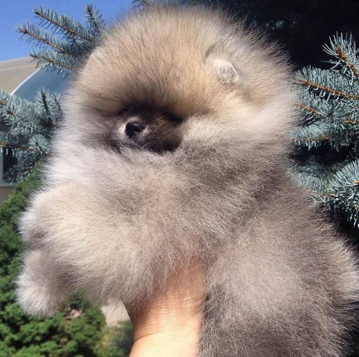 Дівчинка гарнюня зі Львова