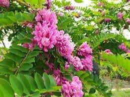 Робиния клейкая  (акация розовая), робиния белая (акация)