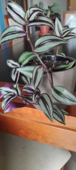Planta Tradescantia zebrina