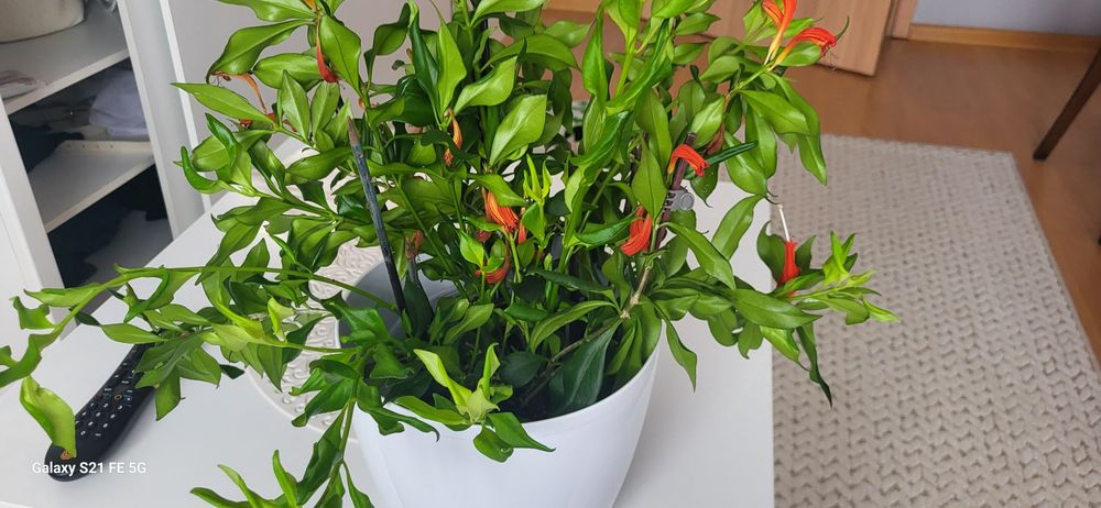 Sadzonki aeschyanstus