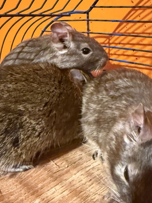 Koszatniczki za darmo Olsztyn