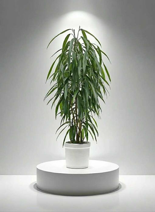 Хотите такой же?! фикус али/фикус иволистный саженцы