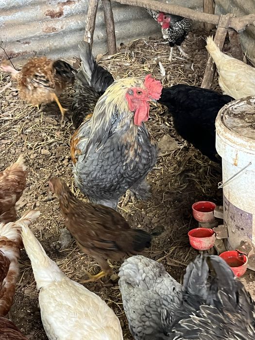 Ovos galandos de várias racas