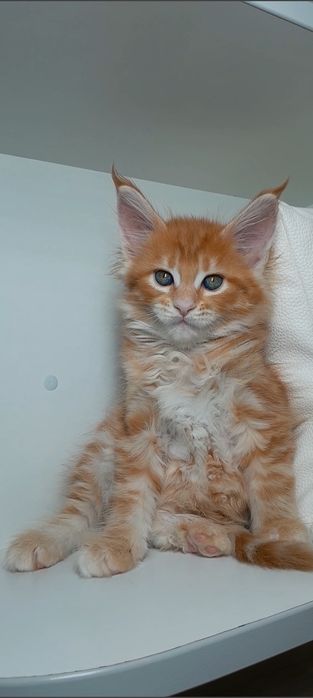 Крупный , ласковый Мальчик 
Чистокровный Мейн Кун