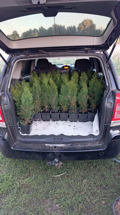 Туя Смарагд, Брабант, Колумна, Даника, Смарагд Голд, Міріам та ін.