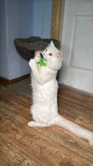 Красивый белый пушистый кот в надёжные руки