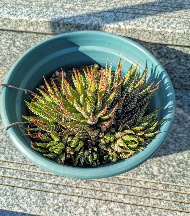 Plantas , catos, suculentas, protea, leucadendro